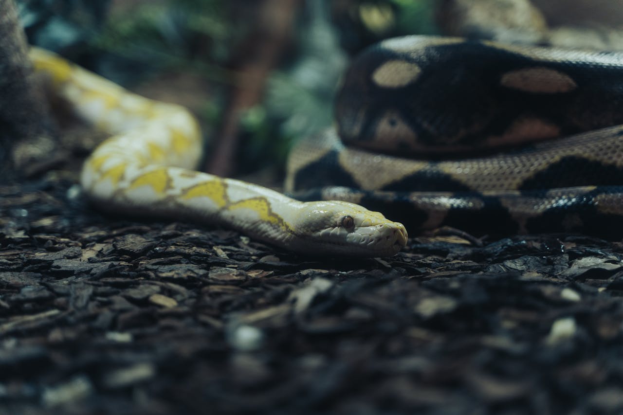 Burmese Python